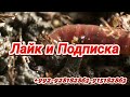 kaliforniya chuvalchangi haqida faruh soipov.. Калифорния Чувалчанги хакида Фарух Соипов.biogumus tj