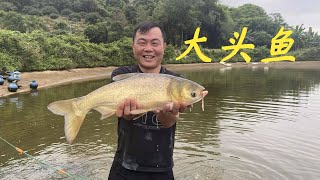 【老林赶野】老林租的魚塘到期了，跟蝦混養的草魚一年才一斤半，全部便宜出