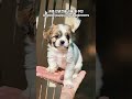 강아지키우는순위 goodpuppy baby animal 아기동물 cute animal 幼年动物 शिशु पशु animal world fyp 귀여운 영상 cute video