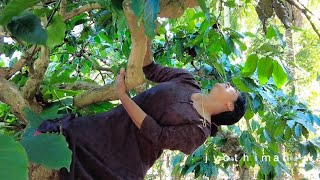 Women harvesting coffee beans in Kerala | Raw coffee plucked from the plant | Jyothimani Wayanad