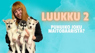 ☃️LUUKKU 2 #huskyjoulukalenteri