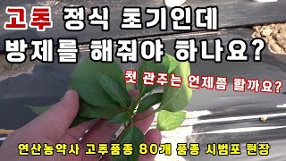 고추 정식 초기인데 방제를 해줘야 하나요? (첫 관주비료는 언제쯤 할까요?)