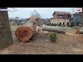 several centuries old chinar trees felled in anantnag s rani bagh