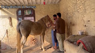 Dehydration in Horses| Mare Zara Dehydrate ਆਪਣੀ ਯਾਰਾ ਬੀਮਾਰ ਹੋ ਗਈ #beanttulewal #horselover