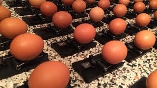 Egg Mouse Trap Chain Reaction: Nuclear Fission Eggsample