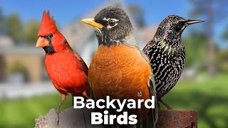 Best Bird Sounds🐦- Different Types of Backyard Birds🎵