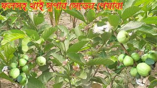 ফলসহ থাই সুপার সেভেন পেয়ারা গাছ সারাদেশে সীমিত দামে কুরিয়ারে সরবরাহ করা হচ্ছে - 01949880007