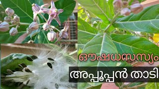 അപ്പൂപ്പൻ താടിയുടെ മരം ഒരു ഔഷധസസ്യം#medicinalplants