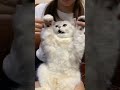 乖乖，自己慢慢掌握节奏了哦🐱 萌宠 猫咪摇 被迫营业的猫猫 freestyle 猫咪扭扭舞