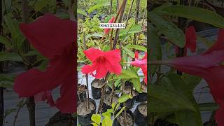 Mandevilla Plant Wholesale Market and full Tips of care #flower #plants #care #buy