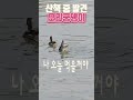 나 오늘 먹을꺼야 2탄 아이들과 산책 중 발견한 궁뎅이 오리 힐링영상 shorts