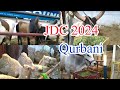 JDC qurbani 2024//Biggest cow in JDC//Bakra Eid vlog 2024//qurbani K janwar//karachi