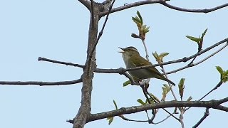 センダイムシクイの鳴き声。\