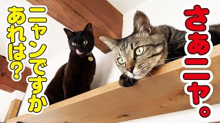 【新アイテムも購入】休日の朝から猫たちと時間を忘れて遊んでみた