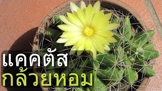 แนะนำสายพันธุ์แคคตัส แมมกล้วยหอม วิธีเลี้ยง Mammillaria longimamma