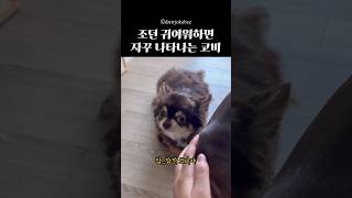 코비 설마 질투..하는 거니? 이쁜 조던과 귀여운 코비 ㅋㅋㅋ 사랑쟁탈전🩷🐶 #강아지 #닥스훈트 #cutedog #puppy #chiwawa