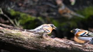 餌を誰にも渡したくないアトリ　gluttonous　brambling