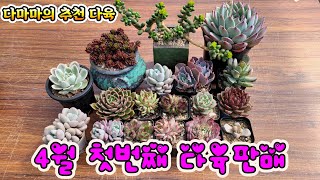 #다마마 가 애정하는 다육특집! 4월 첫번째 다육판매~(#다육마트 #봄다육 #다육이)