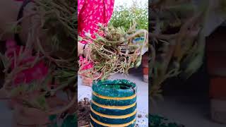 portulaca garden ideas | portulaca flower |portulaca plant care | portulaca plant kaise lagaye