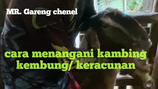 cara mengatasi kambing kembung/ keracunan