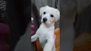 My puppy's reaction on Dog crying sound.