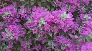 לבן עלה שיחני פורח مرامية فضية Leucophyllum frutescens in bloom