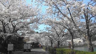 「 八鶴湖の桜 」 周遊 車載動画（東金さくらまつり）千葉県東金市