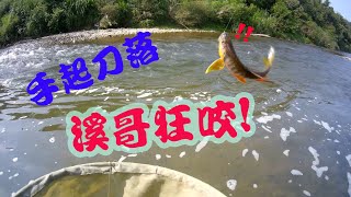 貢寮釣遊｜溪哥天堂竿竿咬！『兩小時破百』不是問題！