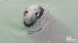 The curious Irish Grey Seal