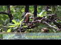 stork billed kingfisher massive kingfisher with a large scarlet bill pelargopsis capensis