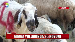 Adana yollarında 35 koyun!