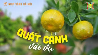 Làng quất cảnh Tứ Liên những ngày cận Tết | Nhịp sống Hà Nội