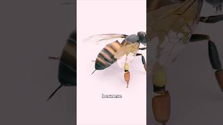 The Reasons Bees Die After Stinging You 😯(painfull) #video #shorts #bees #viral #trending #animal
