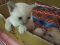 豊田ケネル　トンキニーズ　子猫