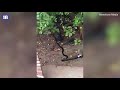 fight between an indian mongoose and a snake captured on camera