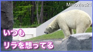 リラを応援するララ 　いつでも娘を思う母の心　Mom　Polar Bear supporting her daughter