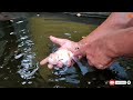 gold fish farm kolkata live aquarium