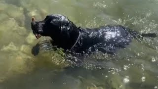 Dogs Diving for Rocks: Adorable Pups Turn Swimming into Adventure || WooGlobe