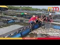 banjir penternak ikan kerapu hybrid rugi rm1 juta