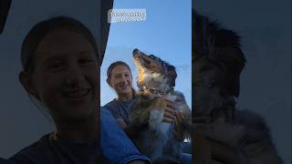 Checking the cattle, in the back of our RTV with rocky 🥰 #countryliving #farmdogs #brownswiss .