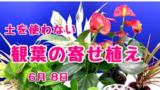 観葉植物の寄せ植え土を使わないでキラキラな器スーパーカミオガンデ？ポリカーボネイト　#プランツギャザリング