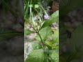 പൂവാംകുറുന്തൽ പൂവാംകുറുന്നില cyanthillium cinereum ironweed poovamkurunnal poovamkurunnila