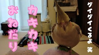 オカメインコカキカキおねだり