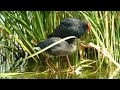 Melihat Cara Burung Mandar Biru Makan (Purple swamphen)