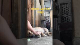 # രണ്ട് ദിവസമായിട്ട് ഭക്ഷണം കഴിക്കുന്നില്ല #pets #youtubeshorts #labrador # Shorts feed #viral short