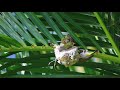 the japanese white eye parent checking the nest. 綠繡眼檢查鳥巢