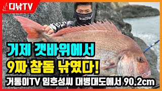 거제 갯바위에서 9짜 참돔 낚였다! 거통이TV 임호성씨 대병대도에서 90.2cm [디낚TV 대물뉴스]