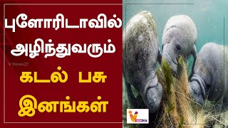 புளோரிடாவில் அழிந்துவரும் கடல் பசு இனங்கள் | America | Florida | Endangered sea cow species