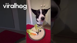 Border Collie Enjoys a Salad || ViralHog