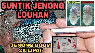 How to make our Flowerhorn Fish Head Up